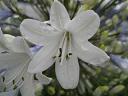Einzelblüte der Sorte Champy Weiß